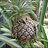 zhhabr