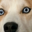 DuxkRed