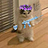 kanumihvhh