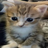 im swatted