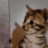 whatsthecatdoin