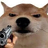dopbeo