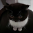 popcat3
