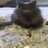 sussyCat