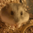 Adusa_1589
